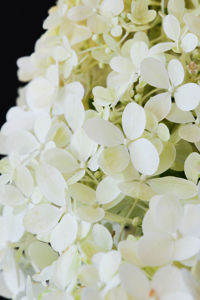 Obraz Hydrangea